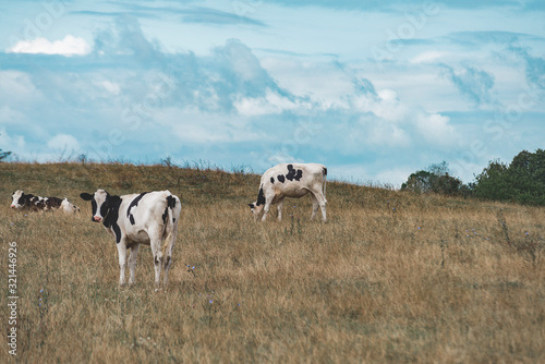 Fototapeta Naklejka Na Ścianę i Meble -  Polish cow on the field in masuria (Mazury) land