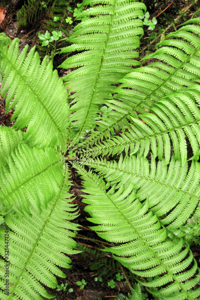 Green fern close-up Green fern close-up