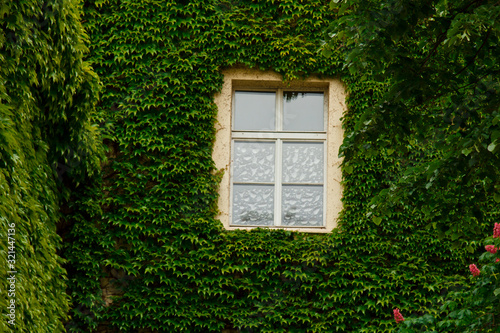 The stone wall and high windows are completely overgrown with bright green wild vine and ivy. The stone wall is covered with green ivy. Texture, background for postcards or advertising.
