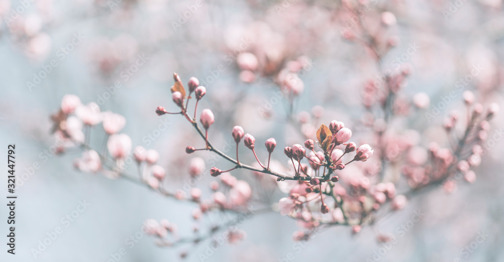 Fototapeta Closeup of spring pastel blooming flower in orchard. Macro cherry blossom tree branch.