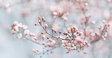 Closeup of spring pastel blooming flower in orchard. Macro cherry blossom tree branch.