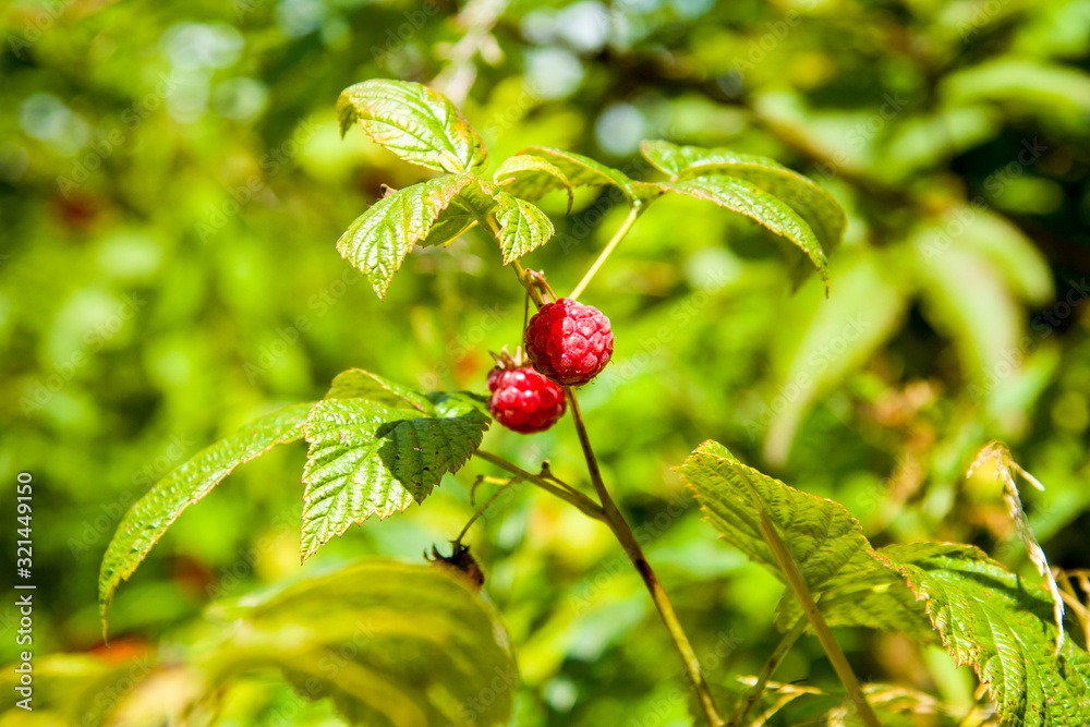 Berry of a forest raspberry closeup Berry of a forest raspberry closeup