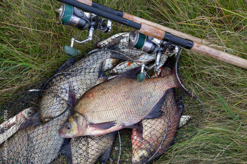 Successful fishing - big freshwater bream fish and fishing rod with reel on keepnet with fishery catch in it..
