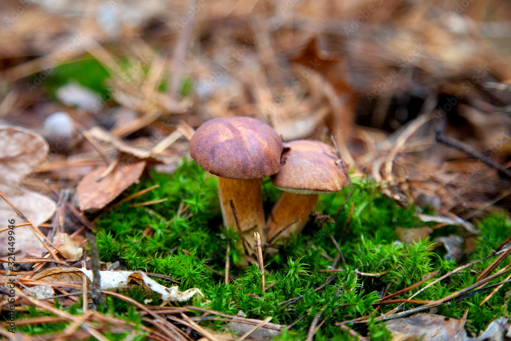 Double mushroom imleria badia commonly known as the bay bolete or boletus badius growing in pine tree forest.. Double mushroom imleria badia commonly known as the bay bolete or boletus badius growing in pine tree forest..