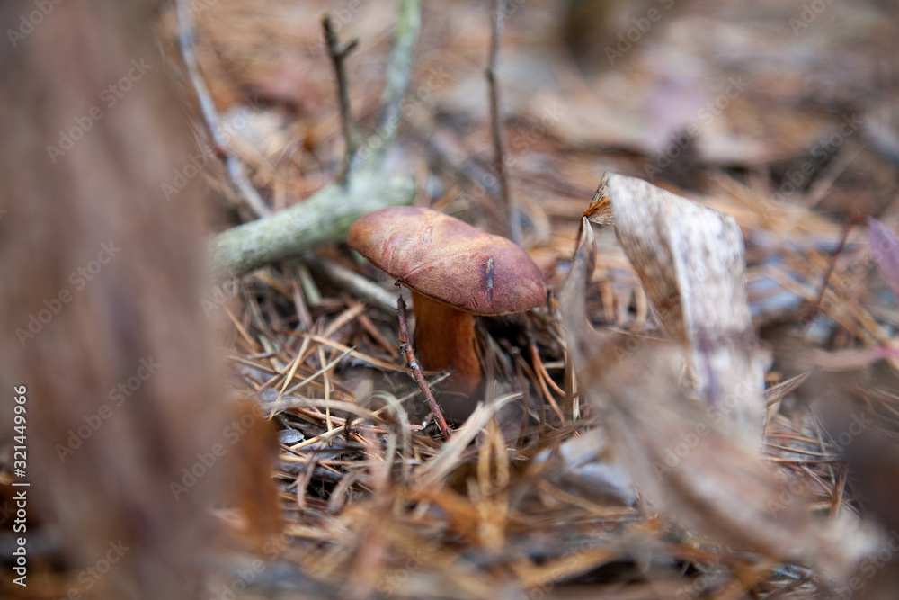 Imleria badia or Boletus badius commonly known as the bay bolete growing in pine tree forest.. Imleria badia or Boletus badius commonly known as the bay bolete growing in pine tree forest..