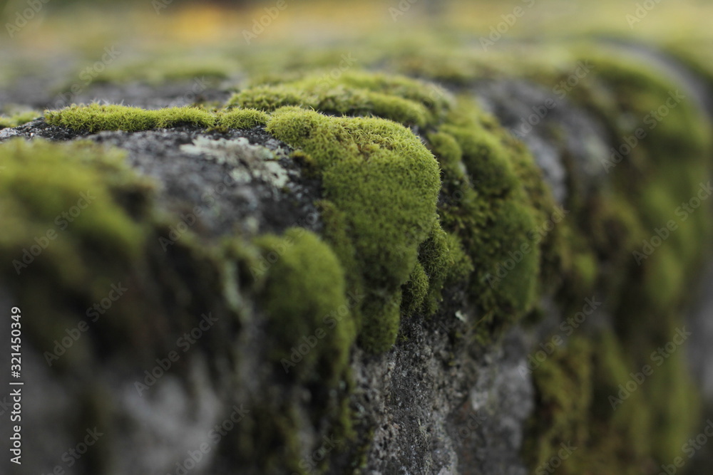 grass grass