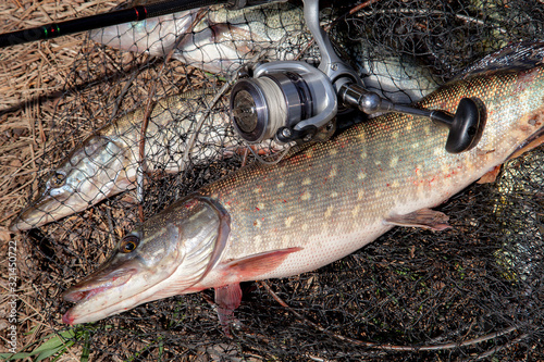 Freshwater pike fish. Freshwater pike fish lies on round keepnet with fishery catch in it and fishing rod with reel..
