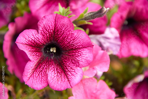 colourful petunia Petunia hybrida flowers Flowerbed with multicoloured petunias