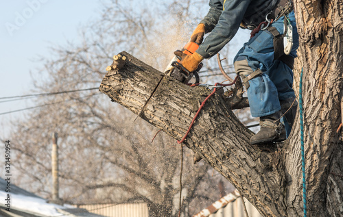 professional arborist with a chainsaw on a tree photo