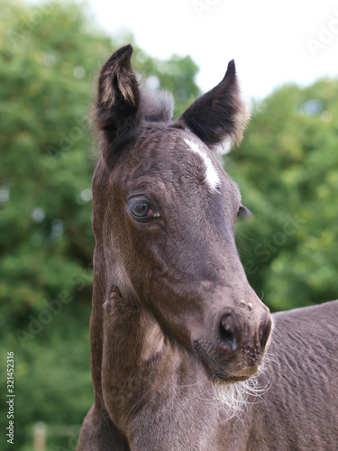 Pretty Young Foal
