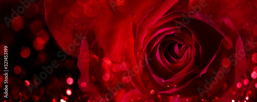 Closeup of valentine red rose on dark background. Valentine s day flower bouquet