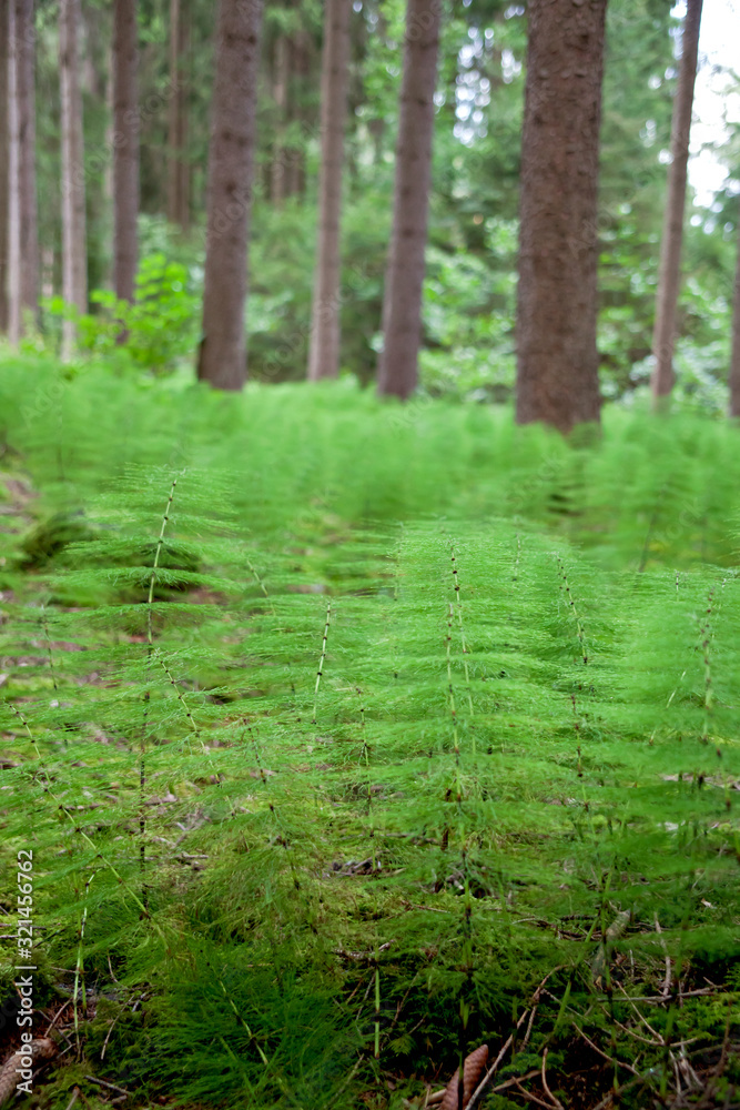 Obraz premium Waldpflanzen