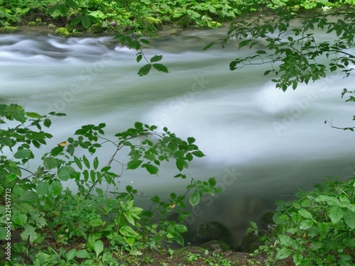 Fototapeta Naklejka Na Ścianę i Meble -  forest