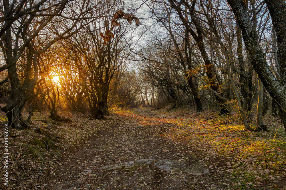 Walk in the magic forest, Malka Vereya, Bulgaria