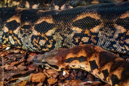 Single Malagasy Ground Boa - latin Acrantophis madagascariensis - tropical bold snake known also as Madagascar Boa natively inhabiting an island of Madagascar, in an zoological garden terrarium photo