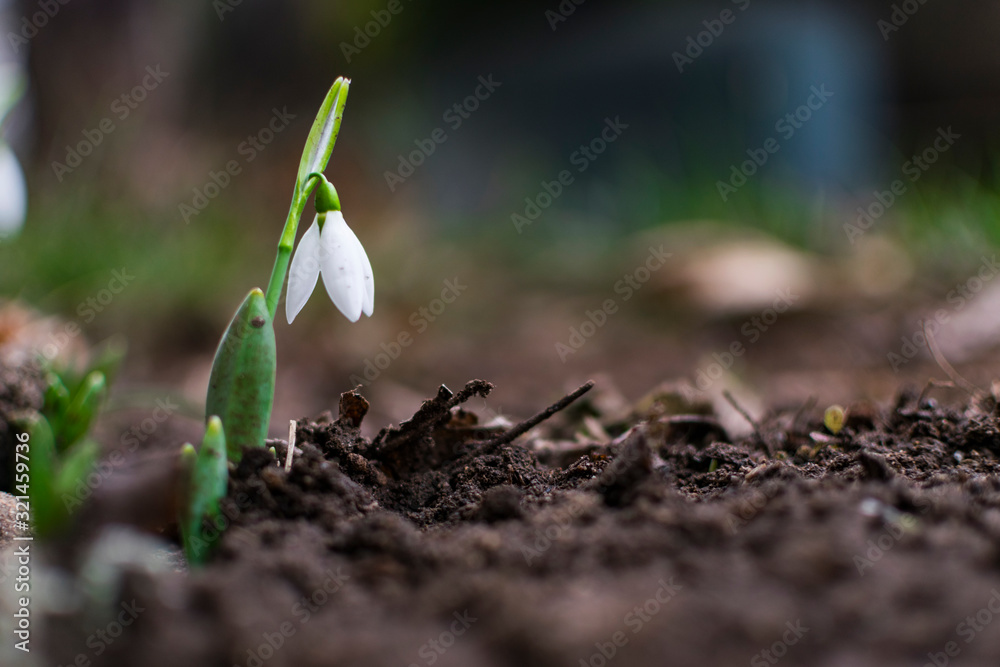 First signs of spring. Beautiful snowdrop flower in garden First signs of spring. Beautiful snowdrop flower in garden