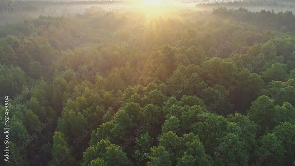 Aerial view of spring green forest early in the morning. Flying over green trees forest at sunrise. Morning sun and fog. High quality shot, 4K