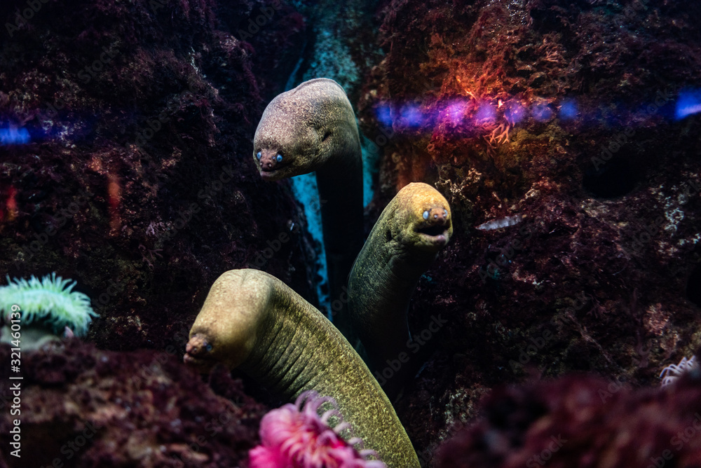 Obraz premium Nature scenry