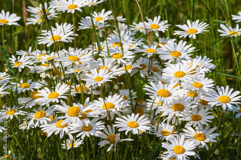 Fototapeta premium Large daisy flowers blossom in a meadow in the UK.