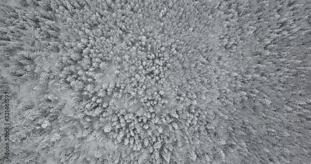 infinite snowy tree tops from above. Landscape top down view infinite snowy tree tops from above. Landscape top down view