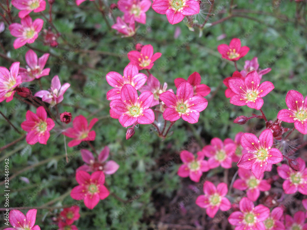 Saxifraga arendsii Saxifraga arendsii
