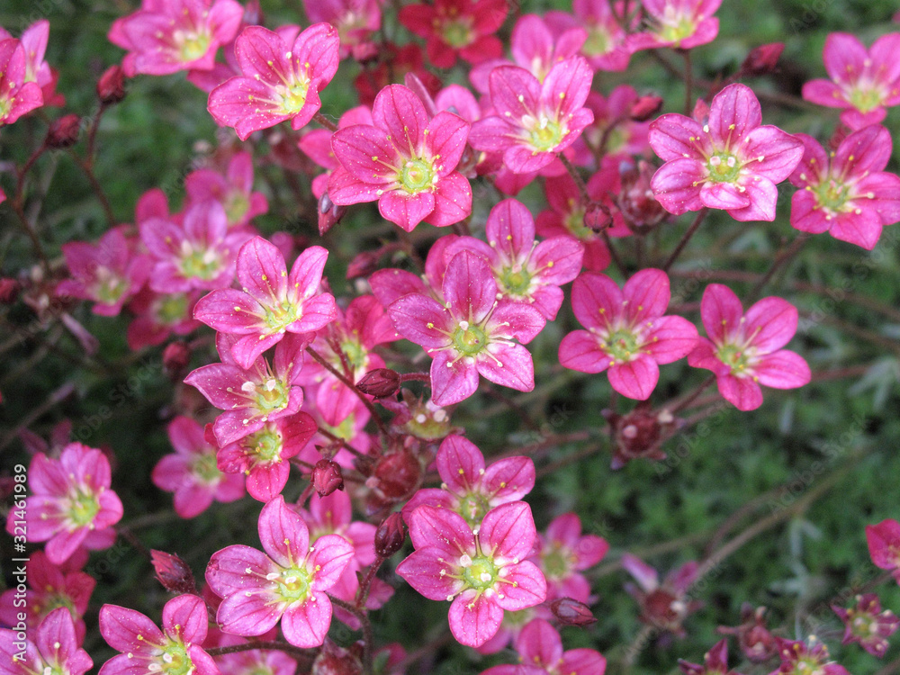 Saxifraga arendsii Saxifraga arendsii