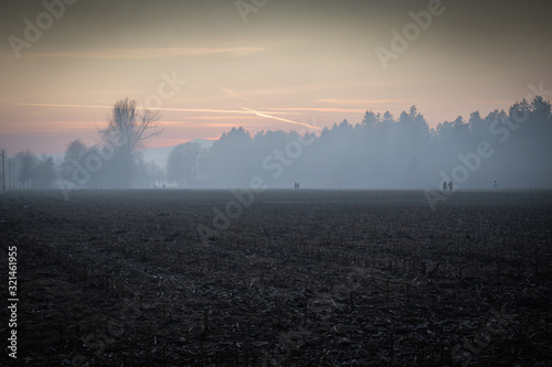 foggy mistical atmosphere in winter time fields and forest © Barbara C