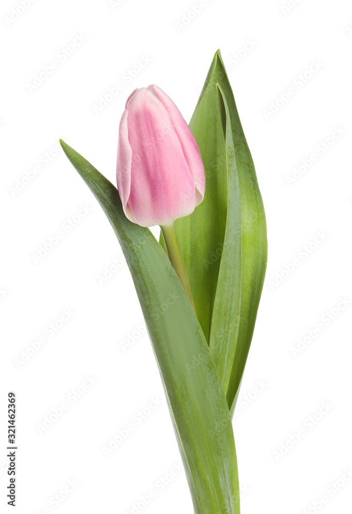 Beautiful pink spring tulip on white background Beautiful pink spring tulip on white background