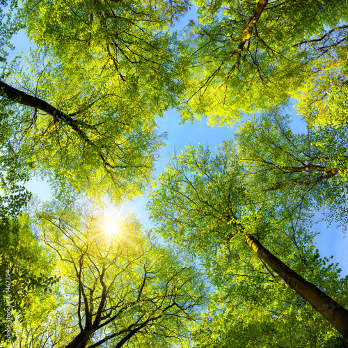 Canvas Print Green treetops, the sun and blue sky