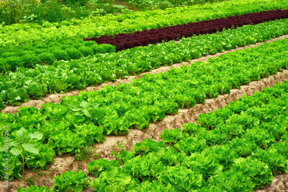 Rows of lettuce on a field