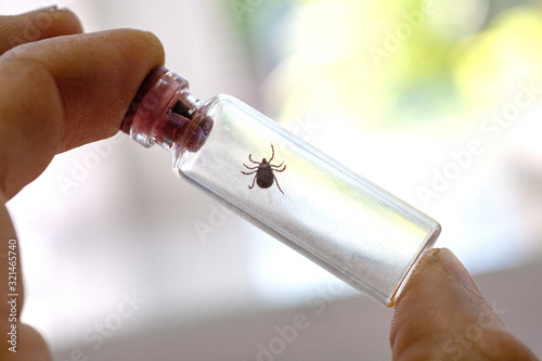 A doctor holds a test tube with an ixodic tick photo
