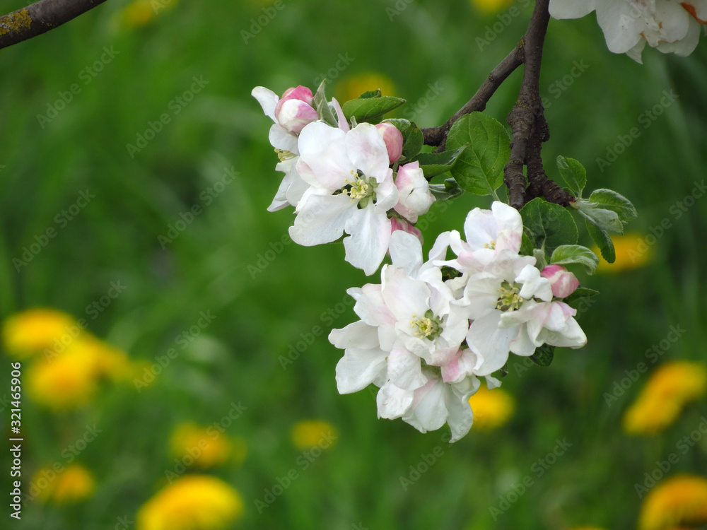 Fototapeta premium flowers of apple tree