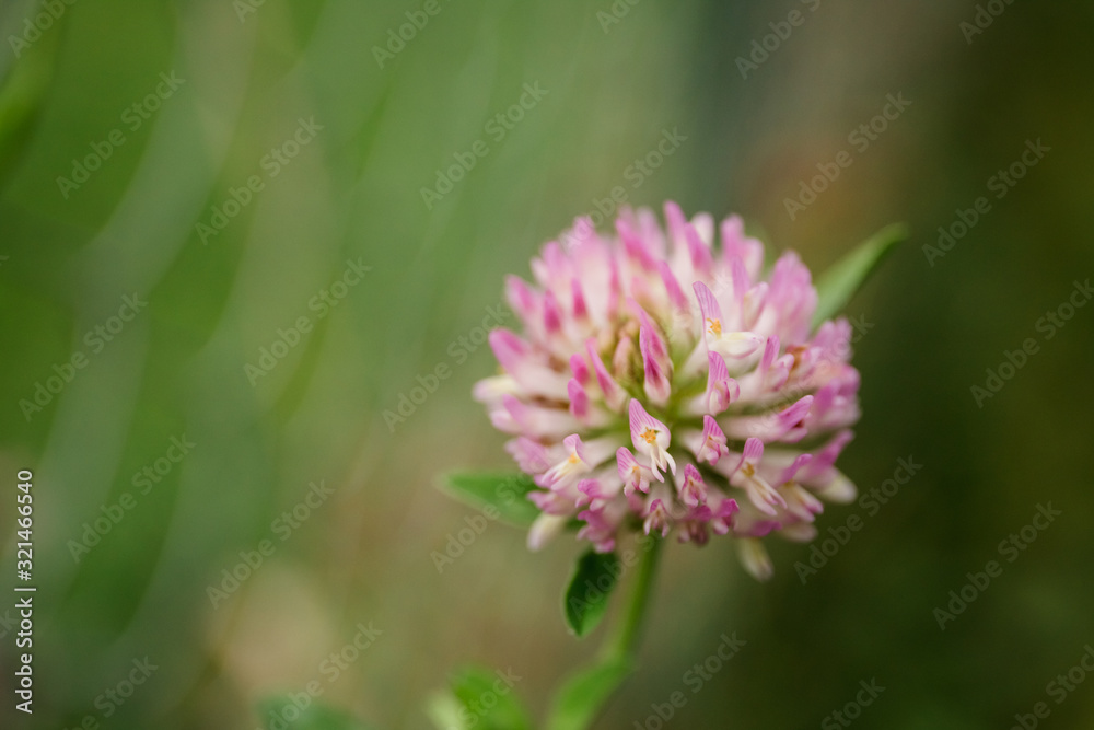 macro one flower pink clover on a background of green grass on a meadow macro one flower pink clover on a background of green grass on a meadow
