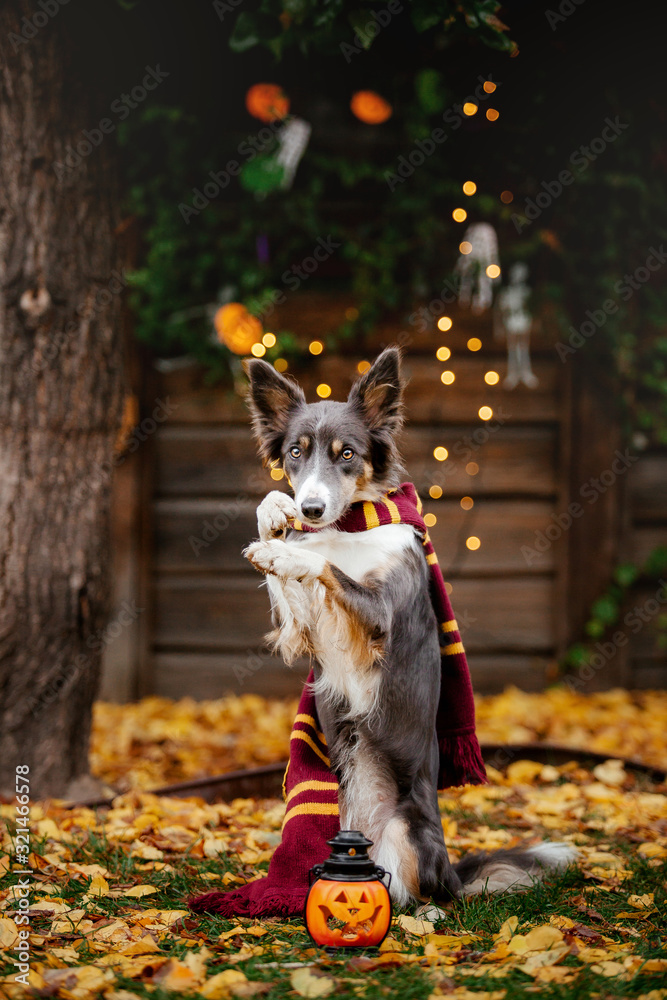 Halloween. Border Collie dog in autumn.