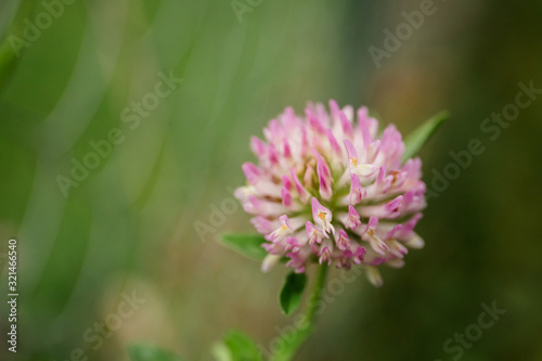 macro one flower pink clover on a background of green grass on a meadow