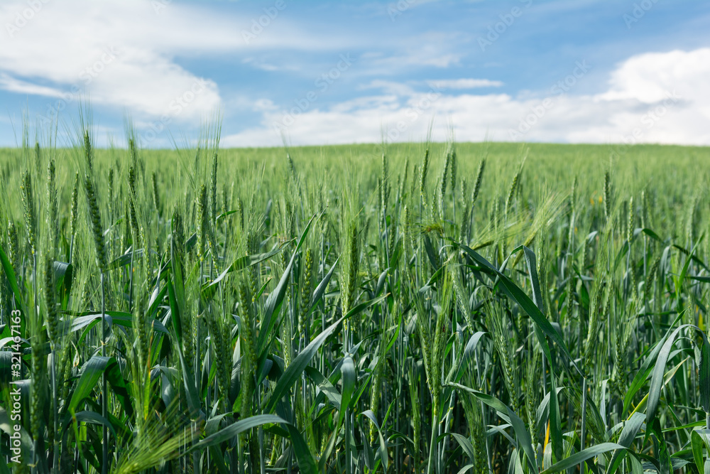 Ears of unripe wheat on the background of blue sky Ears of unripe wheat on the background of blue sky
