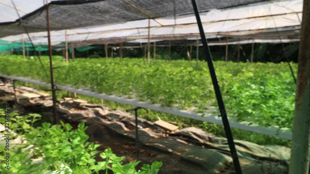 fast pan right, Hydroponic vegetable farm on sunny day, season weather, seeding planting table, market resources, vegetable supply, outdoor gardening, 4k resolution, summer farming, fast pan right, Hydroponic vegetable farm on sunny day, season weather, seeding planting table, market resources, vegetable supply, outdoor gardening, 4k resolution, summer farming,