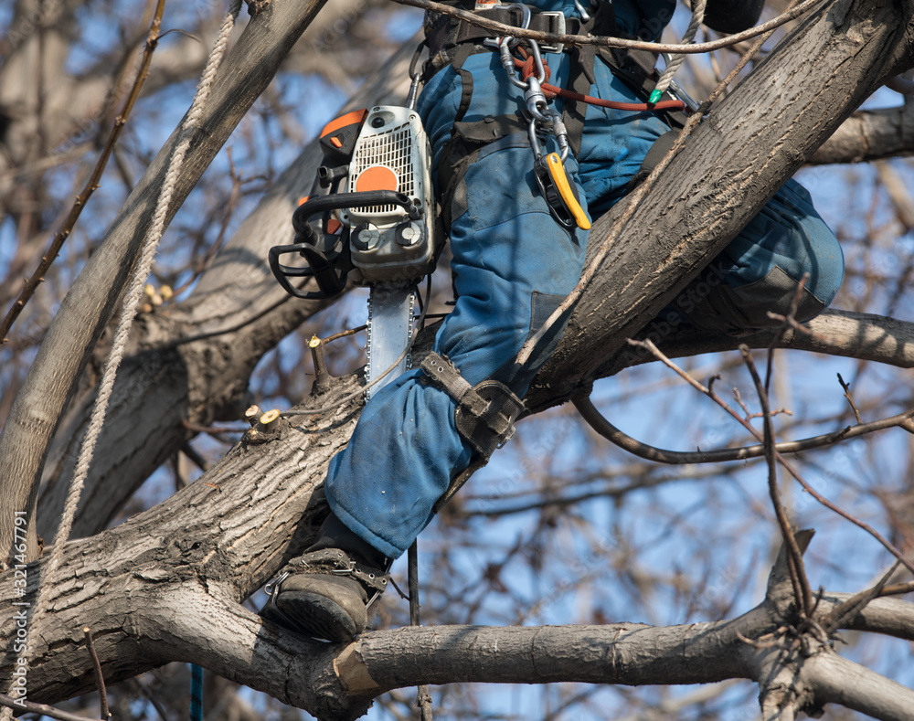 professional arborist with a chainsaw on a tree professional arborist with a chainsaw on a tree