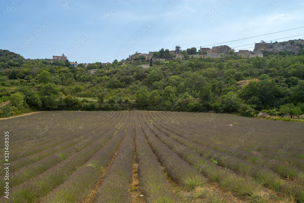 Lines of lavender near Saignon, Valensole region, Provence, France