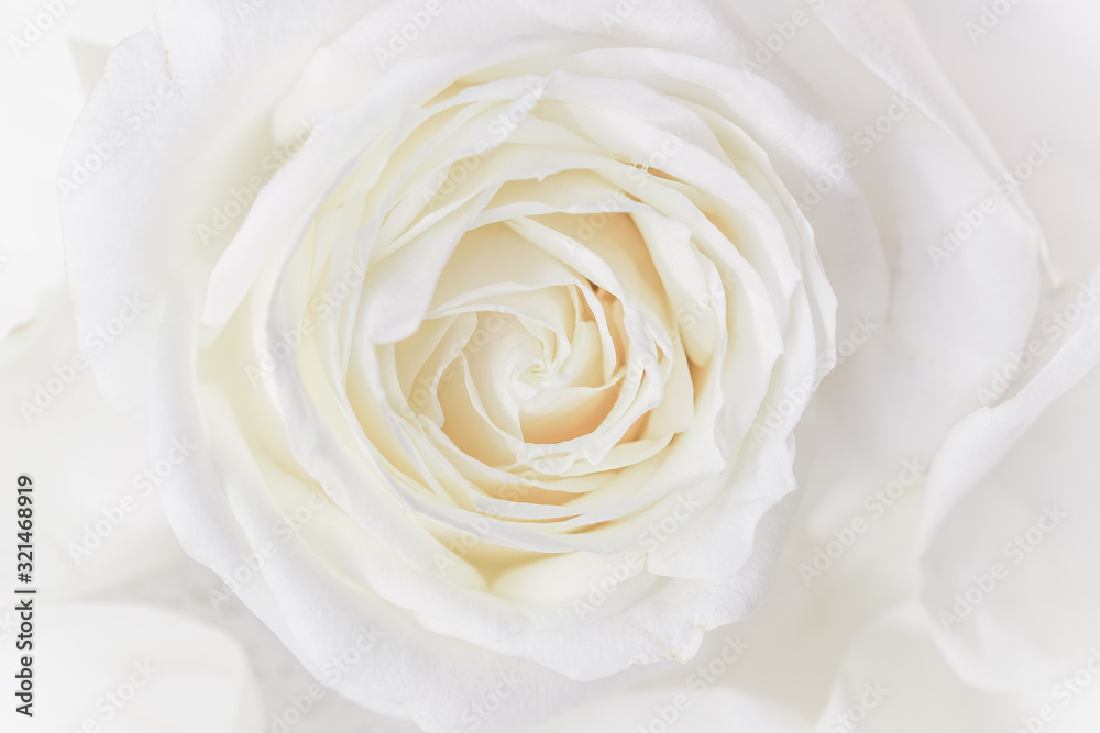 Soft focus, abstract floral background, white rose flower. Macro flowers backdrop for holiday brand design Soft focus, abstract floral background, white rose flower. Macro flowers backdrop for holiday brand design