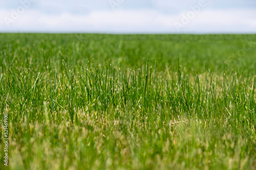 Grass field, background, selective focus.
