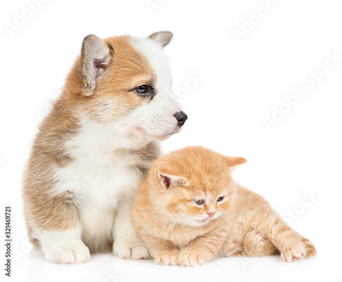 Pembroke welsh corgi puppy and tiny kitten look away together on empty space. isolated on white background