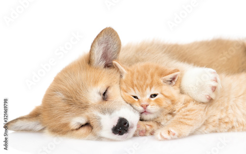 Photo Pembroke welsh corgi puppy sleeps and hugs tiny kitten