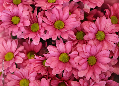 Beautiful fresh chrysanthemum flowers as background  closeup. Floral decor