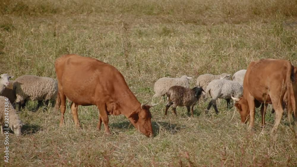 Close up sheep and cows from livestock farm grazing in meadow and eating grass on sunny day Close up sheep and cows from livestock farm grazing in meadow and eating grass on sunny day
