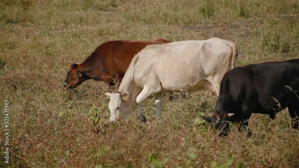 Amazing landscape three cows brown, black and white stand diagonally in row and nibble grass in pasture in sunny day Amazing landscape three cows brown, black and white stand diagonally in row and nibble grass in pasture in sunny day