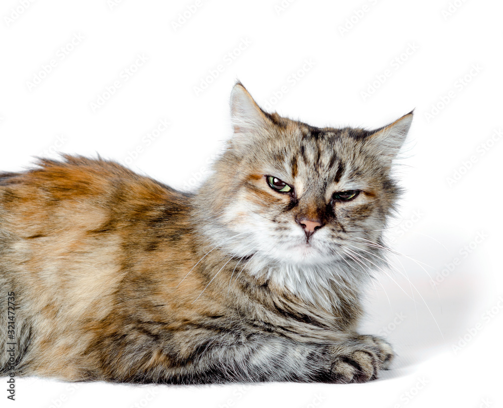 Fototapeta premium angry red cat on white background
