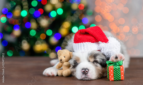 Australian shepherd puppy wearing a big red santa`s hat hugs toy bear and sleeps on festive Christmas background with gift box. Empty space for text
