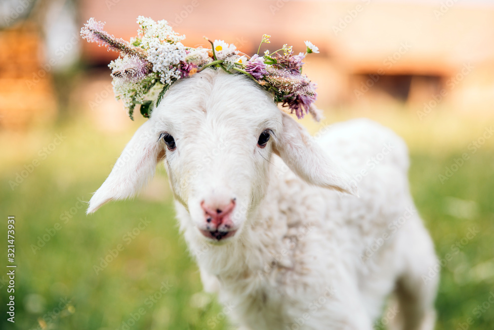 Baby lamb with flower crown
