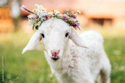 Baby lamb with flower crown photo